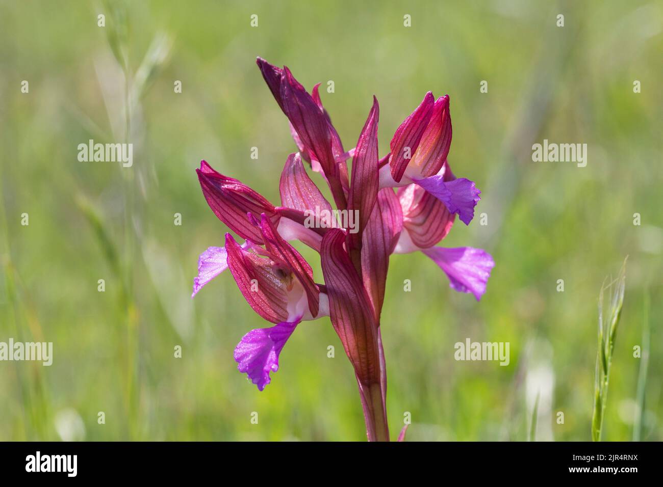 Butterfly orchis (Orchis papilionacea, Anacamptis papilionacea