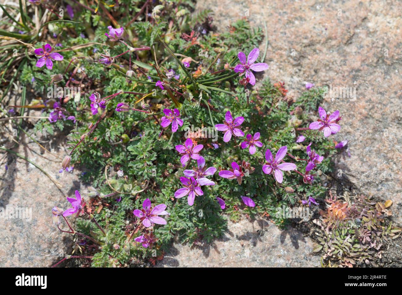 common stork's-bill, red-stemmed filaree, pin clover (Erodium cicutarium), grows in paving gaps, Germany Stock Photo