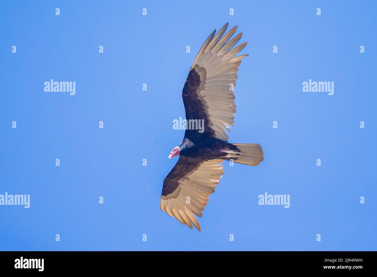 lesser yellow-headed vulture (Cathartes burrovianus), in flioght at blue sky, Brazil, Pantanal Stock Photo