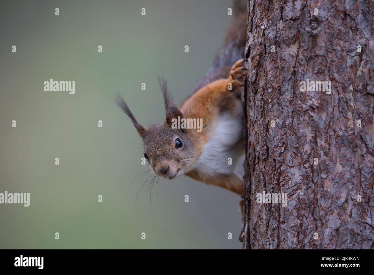 European red squirrel, Eurasian red squirrel (Sciurus vulgaris), sitting at a tree trunk, front view, Scandinavia Stock Photo