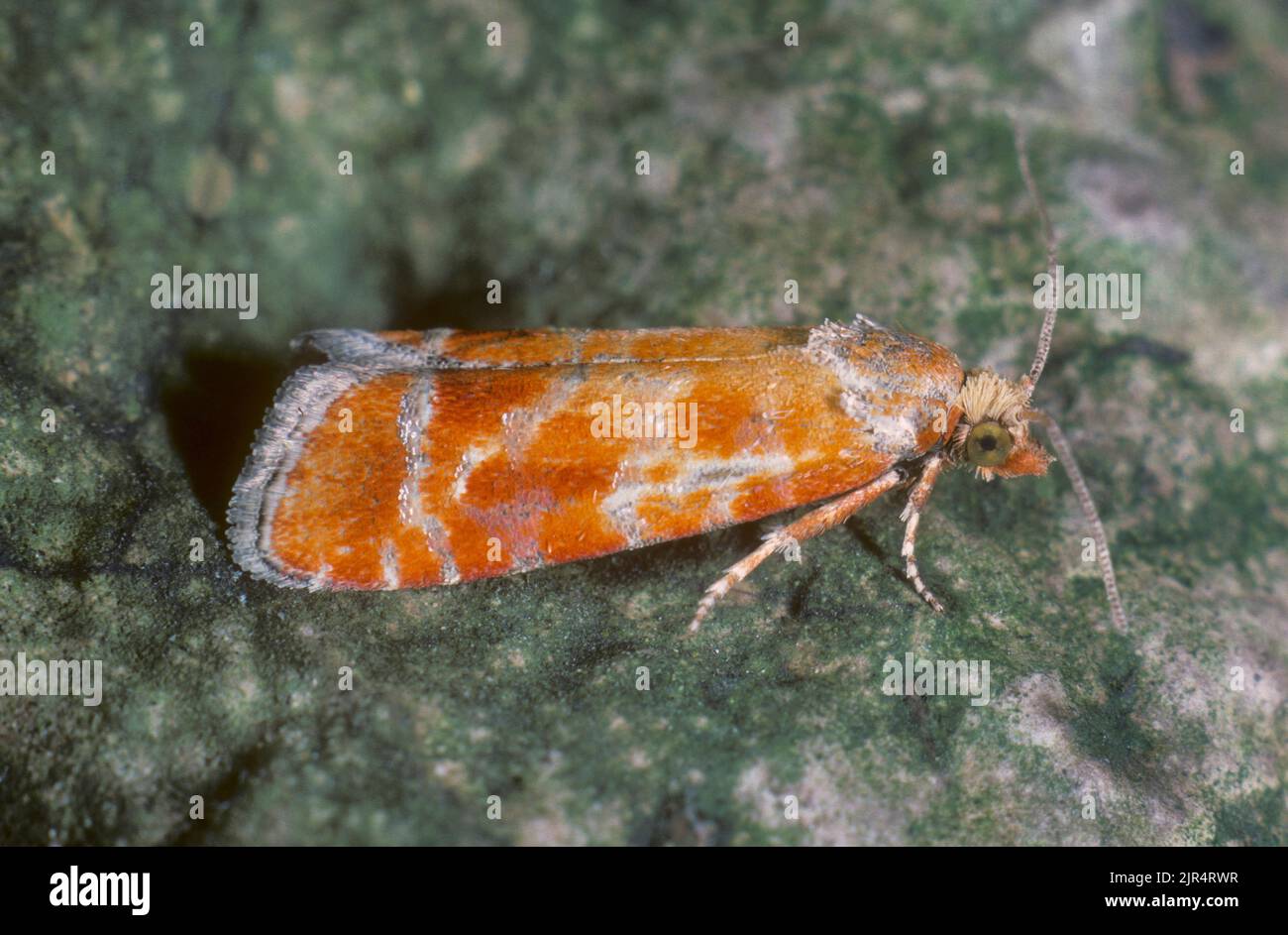 gemmed shoot moth, pine-sprout tortrix, European pine shoot moth (Evetria buoliana, Rhyacionia buoliana), sits on bark, Germany Stock Photo
