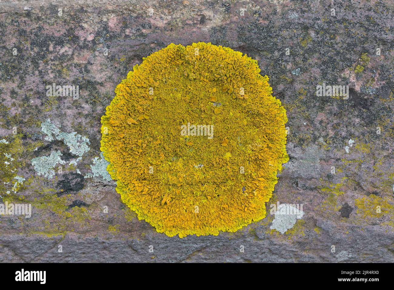 Orange Lichen (Xanthoria cf. calcicola), grows on a wall, Germany Stock Photo