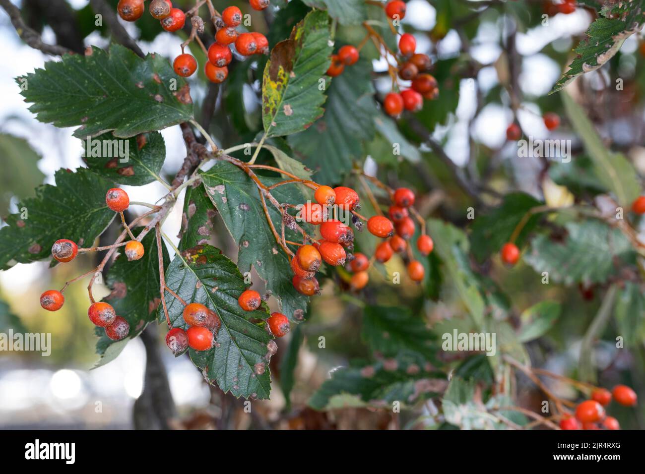 Swedish whitebeam (Sorbus intermedia), fruiting twig, Germany Stock Photo