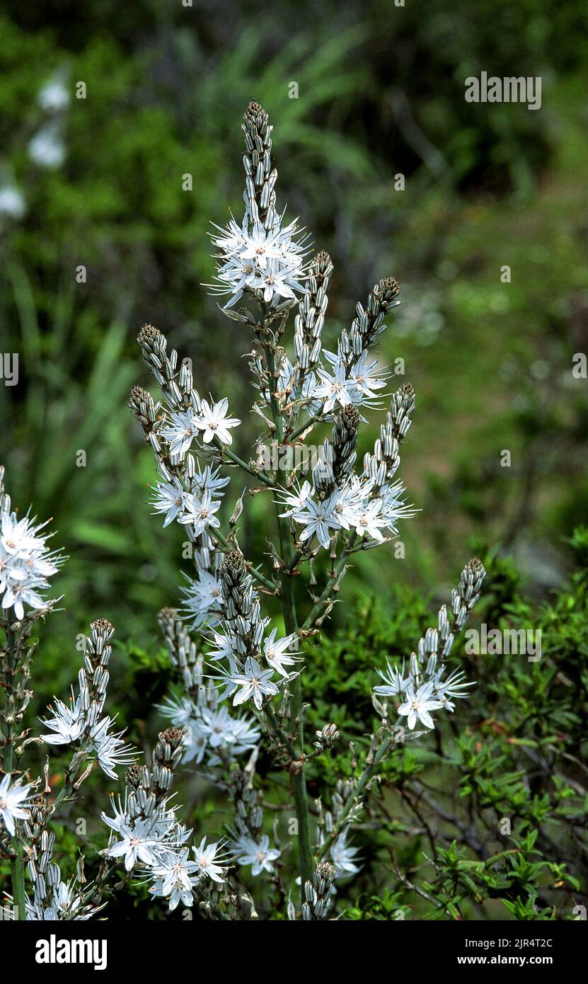 Summer asphodel, Common asphodel, Tall asphodel (Asphodelus aestivus, Asphodelus microcarpus), blooming, Italy, Sardegna Stock Photo
