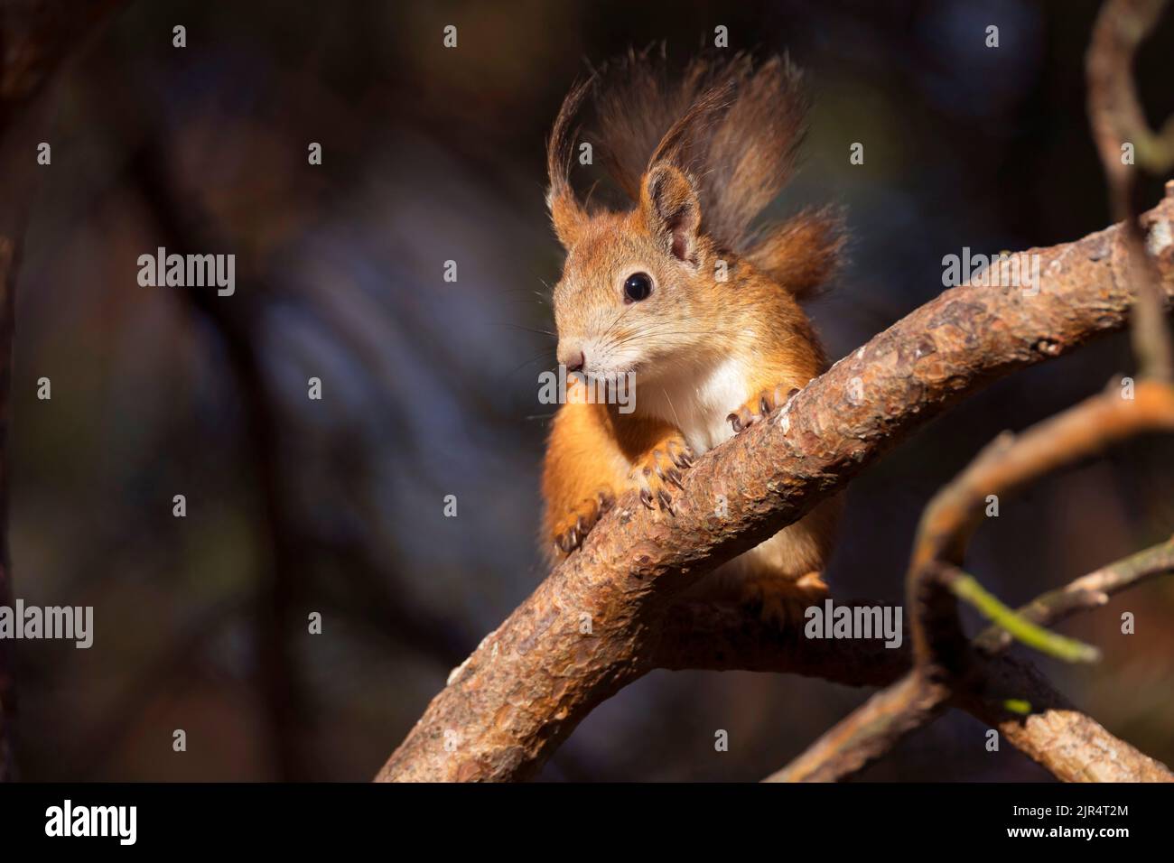European red squirrel, Eurasian red squirrel (Sciurus vulgaris), sitting on a branch, front view, Scandinavia Stock Photo