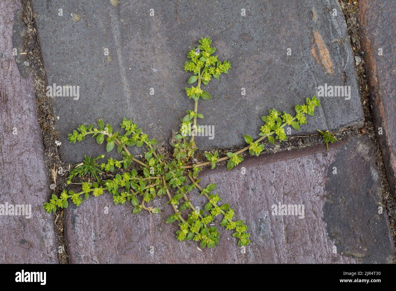 Smooth rupturewort, Smooth burstwort (Herniaria glabra), grows in paving gap, Germany Stock Photo