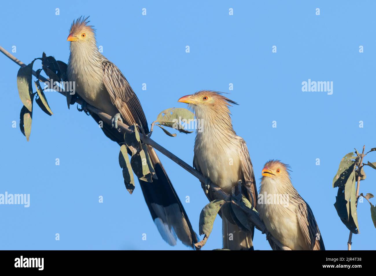 guira cuckoo (Guira guira), group perched on a branch, Brazil, Pantanal Stock Photo