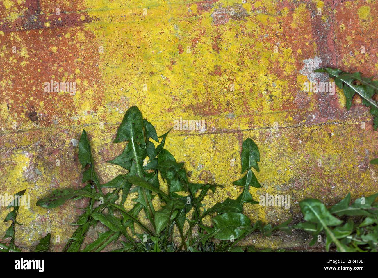 orange lichen, crustose lichen, crustose lichens (Caloplaca citrina, Flavoplaca citrina), grows on sandstone, Germany Stock Photo