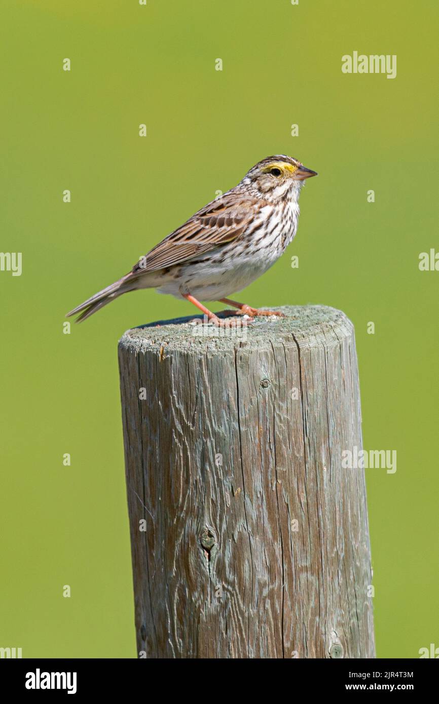 Savannah sparrow (Passerculus sandwichensis), perched on a wooden post, Canada, Manitoba Stock Photo