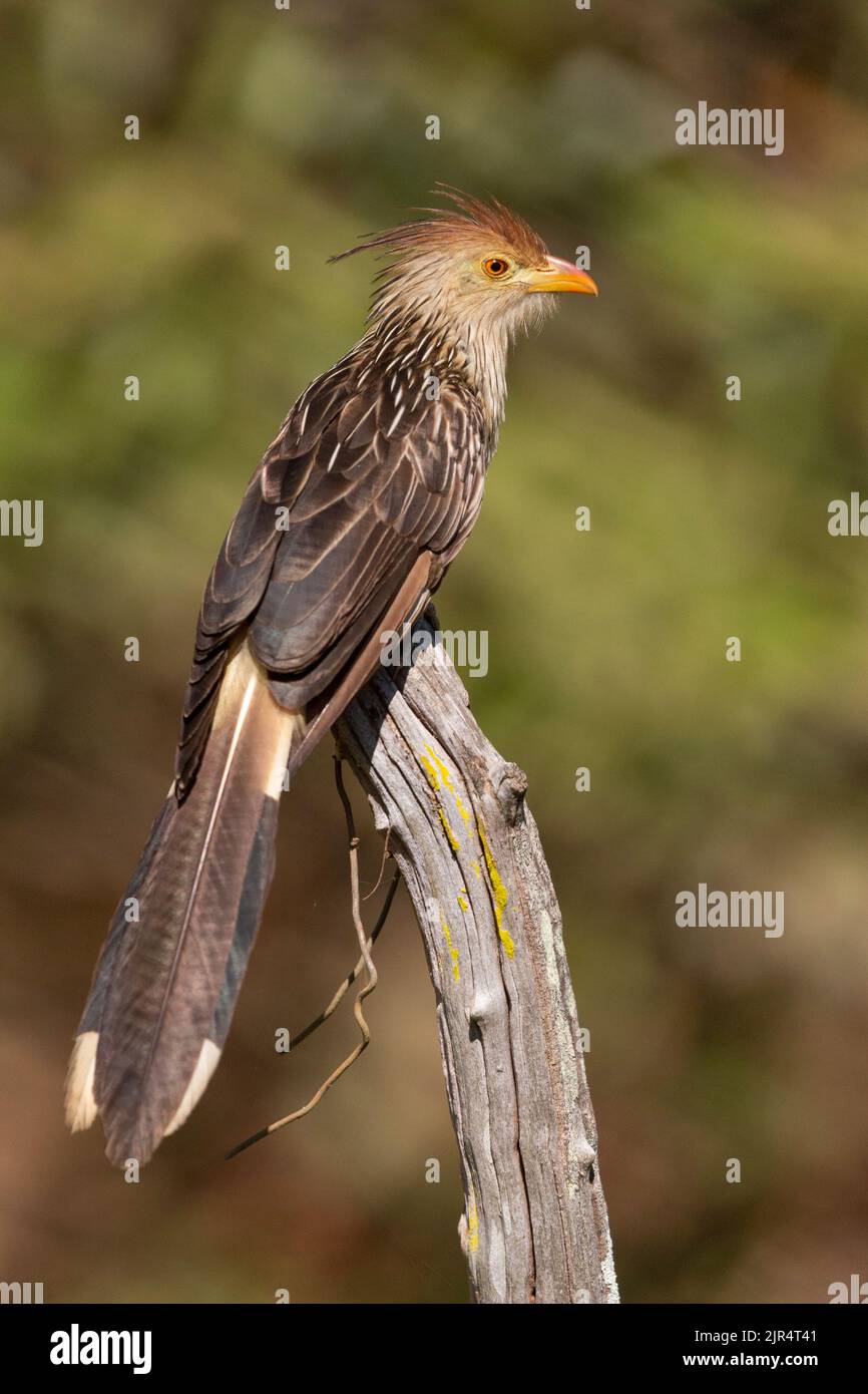 guira cuckoo (Guira guira), perched on a branch, Brazil, Pantanal Stock Photo