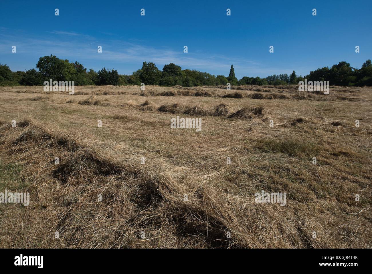 Months of little rain has left Lloyd Park in Croydon with piles of tall grass cut to make hay as the drought carries on through the summer Stock Photo