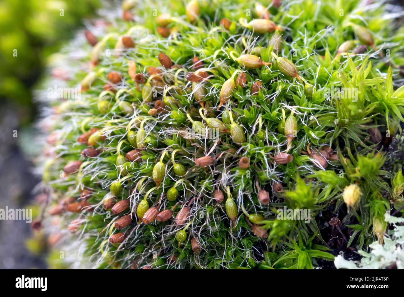 Silver Sidewalk Cushion Moss, (Grimmia pulvinata), grows on a wall, macro shot, Germany Stock Photo