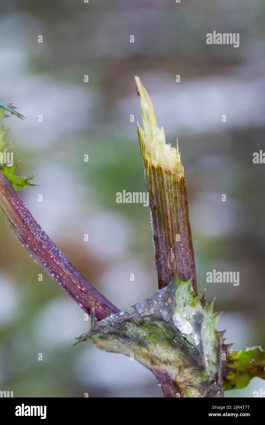 roe deer (Capreolus capreolus), browsing damage, Germany Stock Photo
