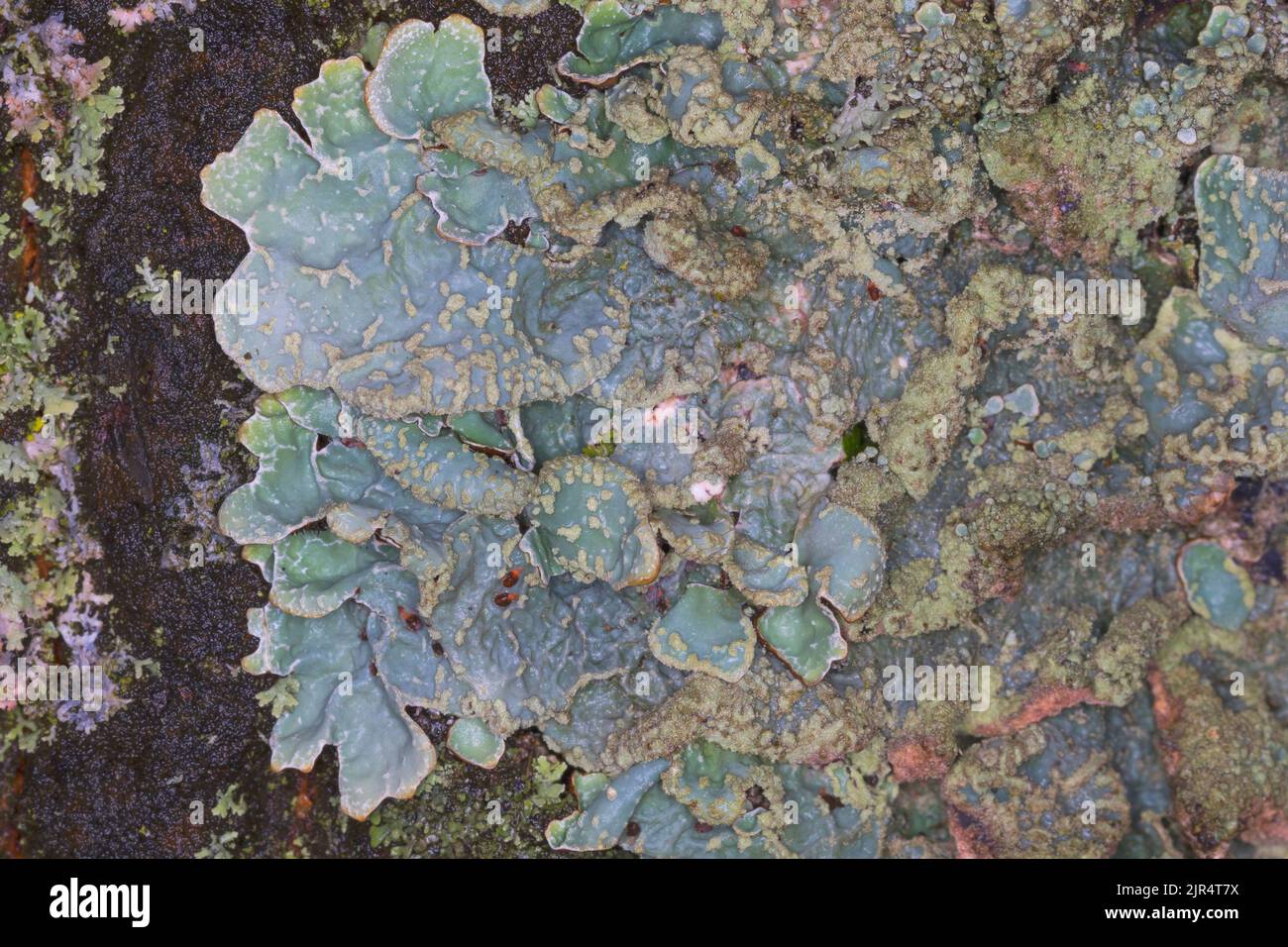 Hammered shield lichen, Cracked-shield lichen, Powdered crottle, Furrowed shield lichen, Powdered shield, Waxpaper lichen (Parmelia sulcata), on the Stock Photo