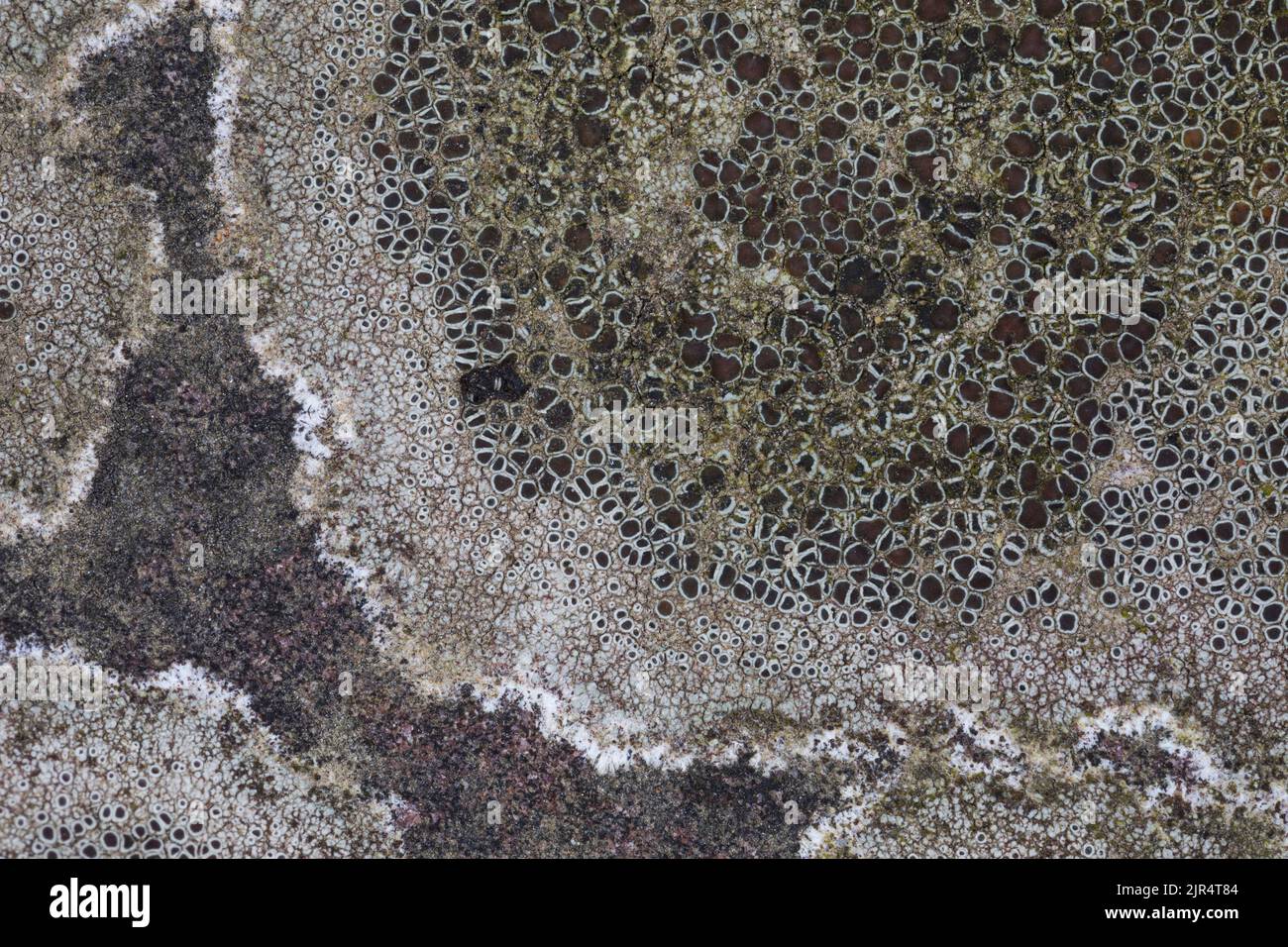 Crustose lichen (Lecanora campestris), grow on a wall, close-up, Germany Stock Photo