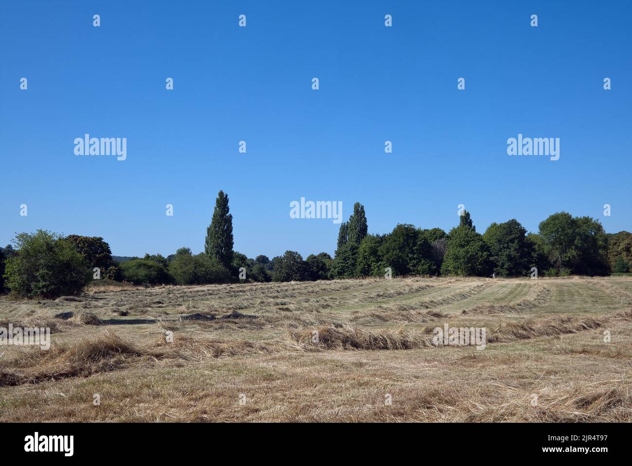 Months of little rain has left Lloyd Park in Croydon with piles of tall grass cut to make hay as the drought carries on through the summer Stock Photo