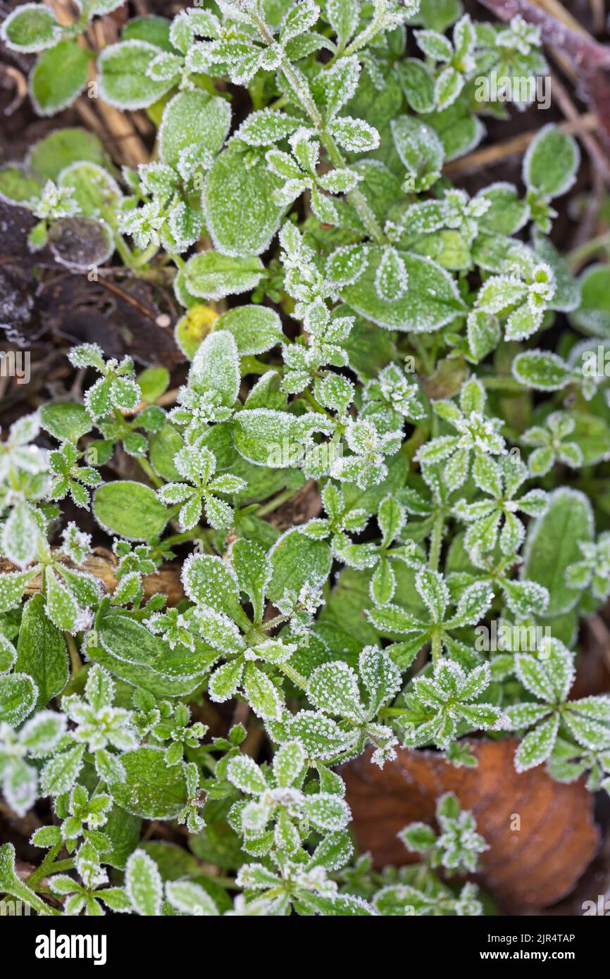 Cleavers, Goosegrass, Catchweed bedstraw (Galium aparine), leaves with