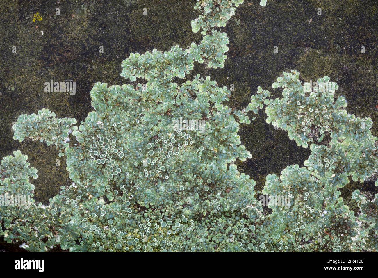 rim lichen (Lecanora muralis, Protoparmeliopsis muralis, Lecanora alboeffigurata, Lecanora albomarginata, Lecanora diffracta, Placolecanora muralis), Stock Photo
