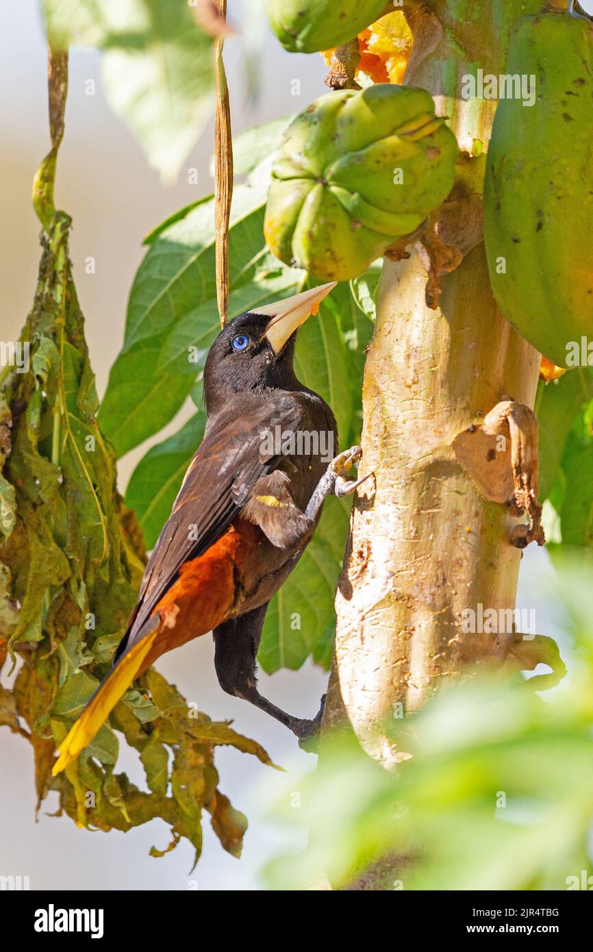 Birds papaya hi-res stock photography and images - Alamy
