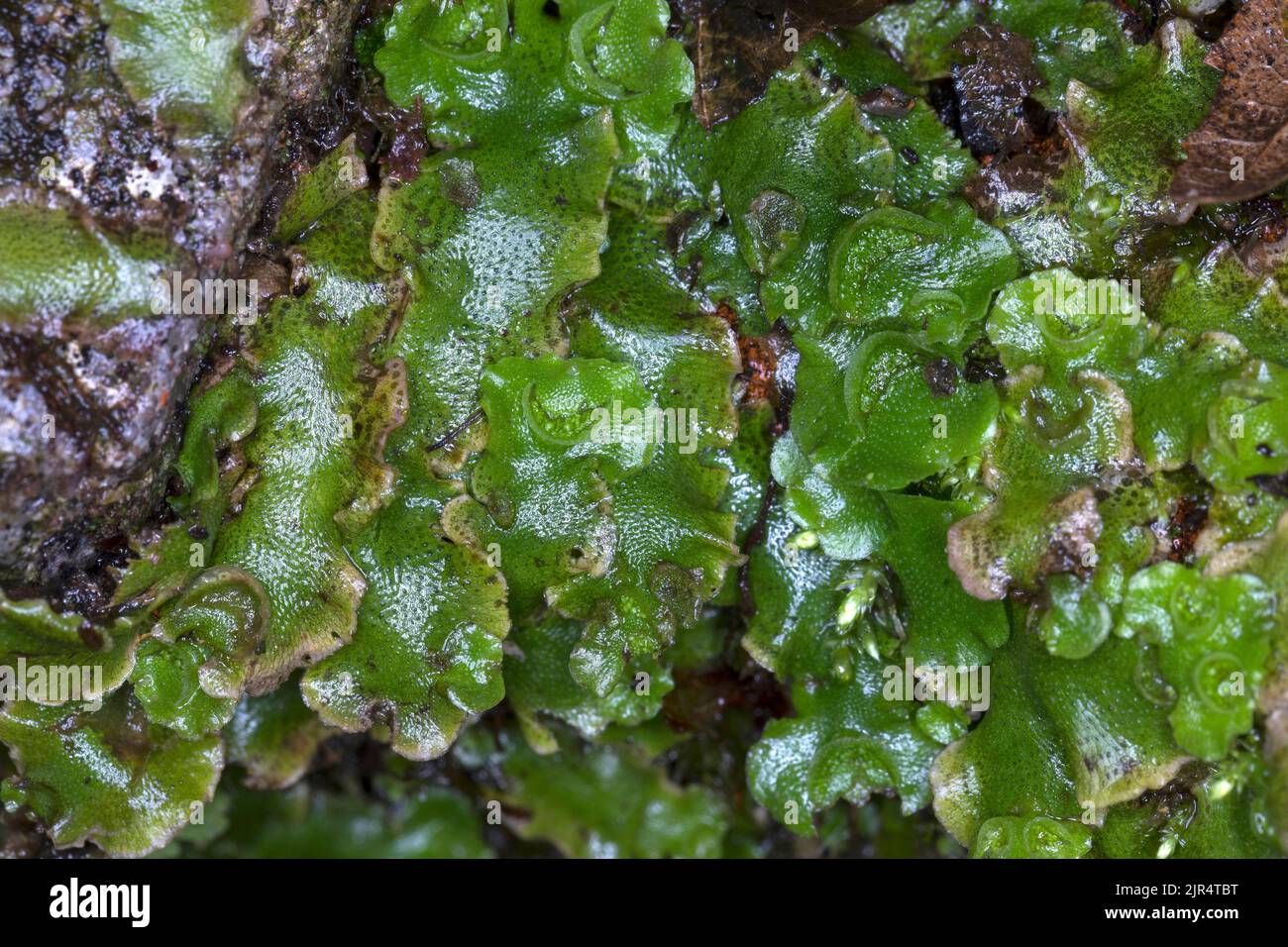 crescent-cup liverwort (Lunularia cruciata), grows in the gap of a wall, close-up, Germany Stock Photo
