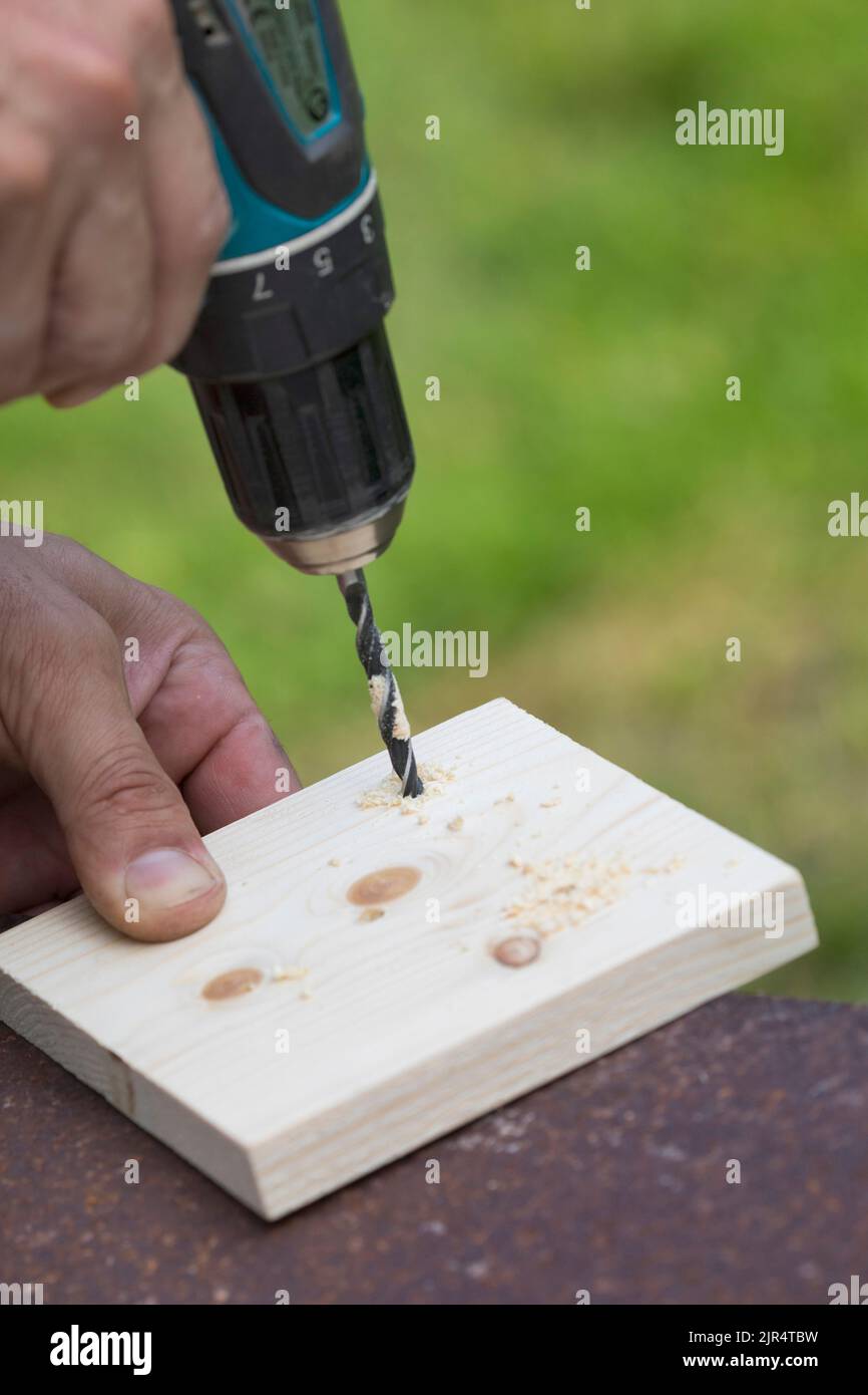 nest box series, step 3/13: drill ventilation holes in the base plate with the drill bit Stock Photo