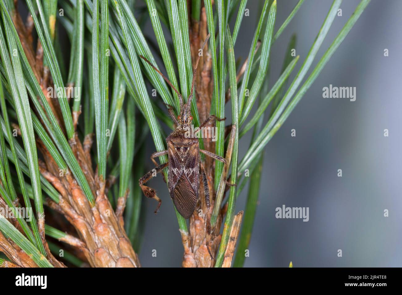 Western conifer seed bug (Leptoglossus occidentalis), sits on a pine twig, Germany Stock Photo