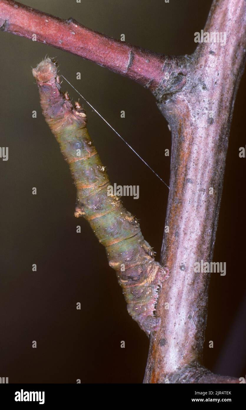 brimstone moth (Opisthograptis luteolata), caterpillar mimics a twig, Germany Stock Photo