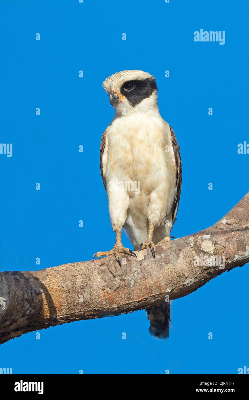 laughing falcon (Herpetotheres cachinnans), perched on a branch, Brazil, Pantanal Stock Photo