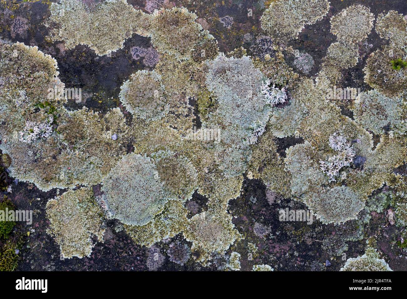 rim lichen (Lecanora muralis, Lecanora saxicola), from above, Germany Stock Photo