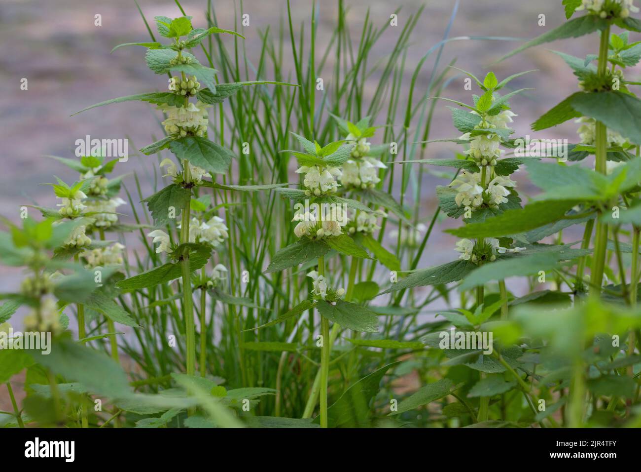 white dead-nettle, white deadnettle (Lamium album), blooming, Germany Stock Photo