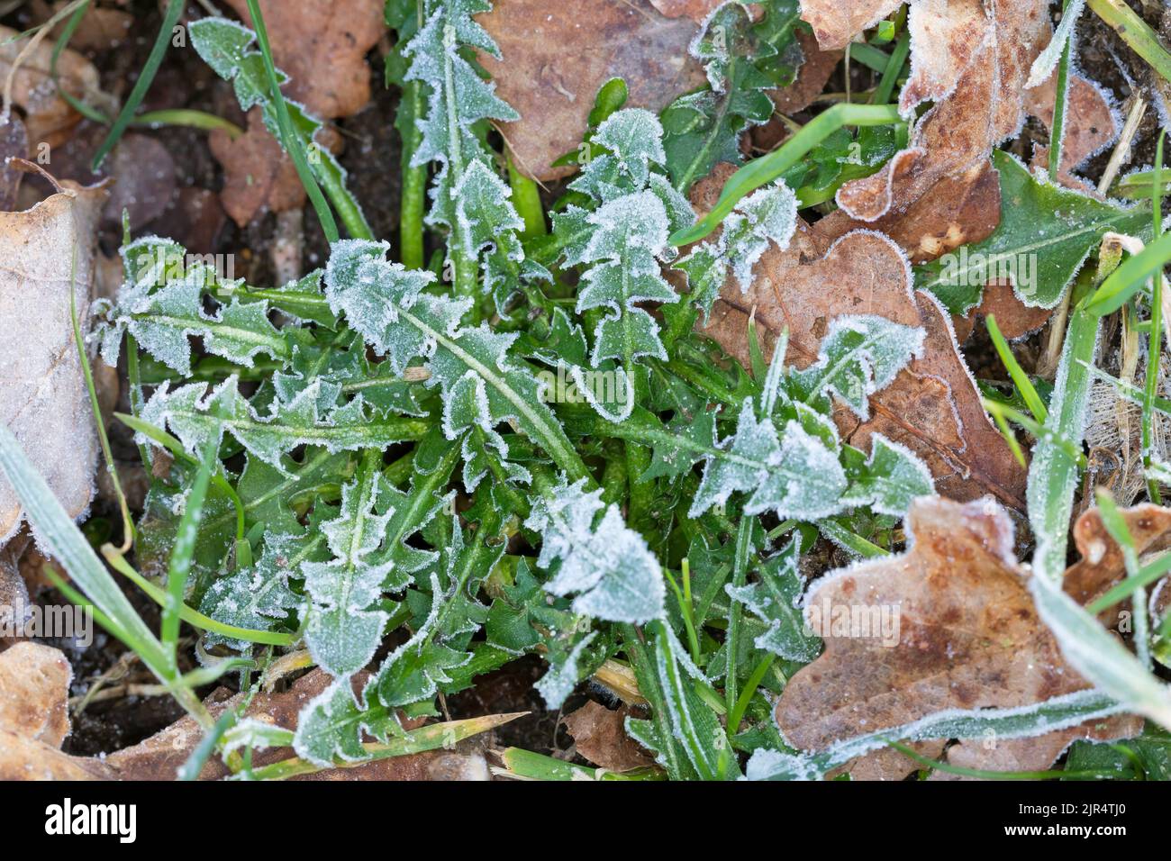 common dandelion (Taraxacum officinale), leaves with hoar frost, Germany Stock Photo