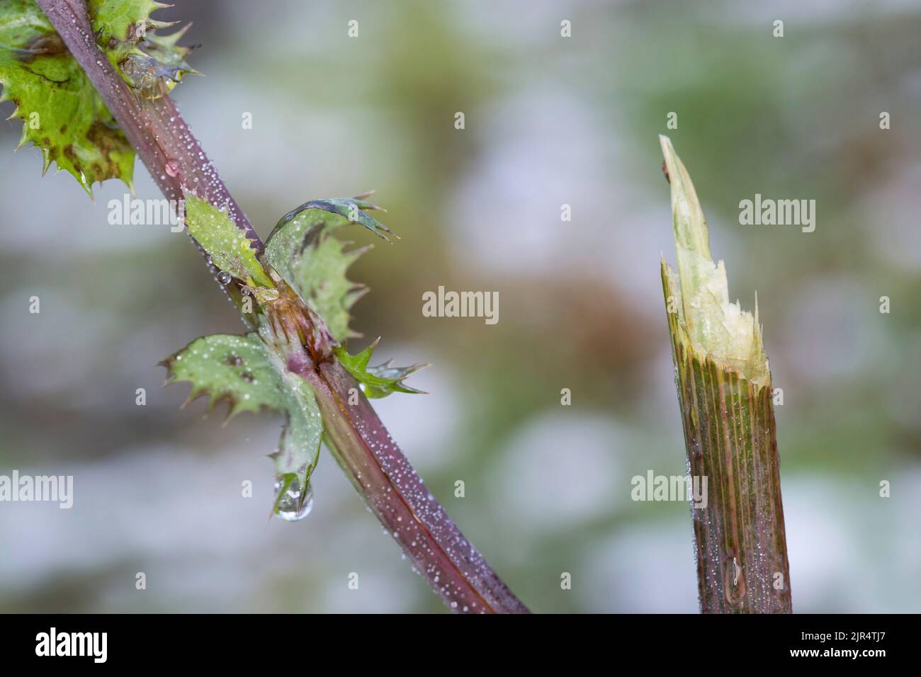 roe deer (Capreolus capreolus), browsing damage, Germany Stock Photo
