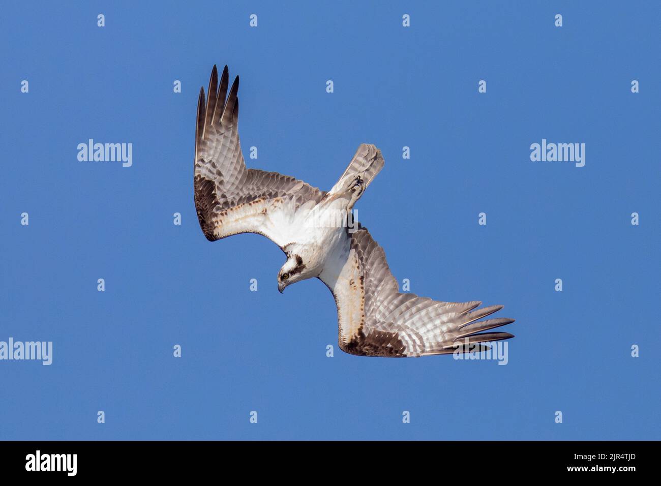 osprey, fish hawk (Pandion haliaetus), hunting, Canada, Manitoba, Riding Mountain National Park Stock Photo