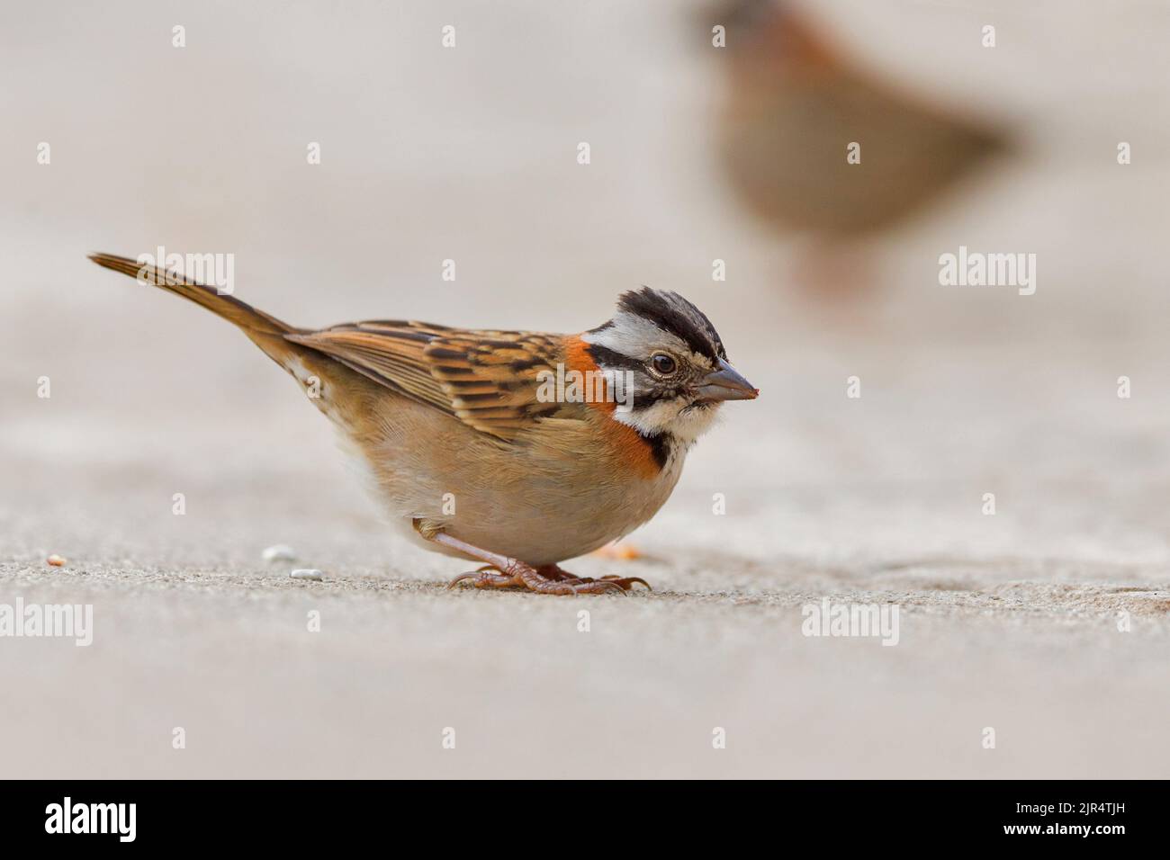 rufous-collared sparrow (Zonotrichia capensis), stands on the ground, Brazil, Mata Atlantica, Itatiaia National Park Stock Photo