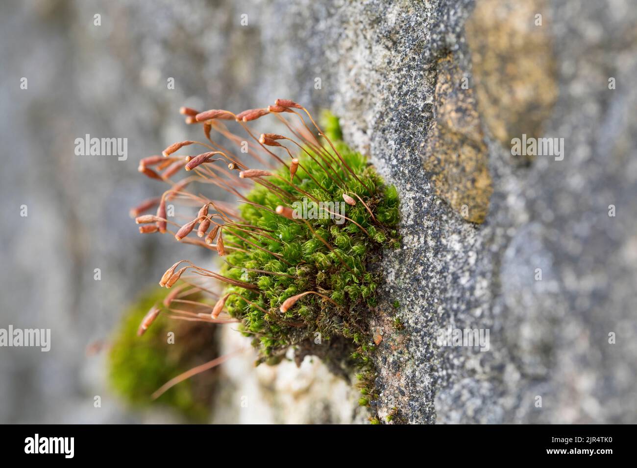 Capillary Thread-moss (Bryum capillare, Ptychostomum capillare), at a wall, Germany Stock Photo