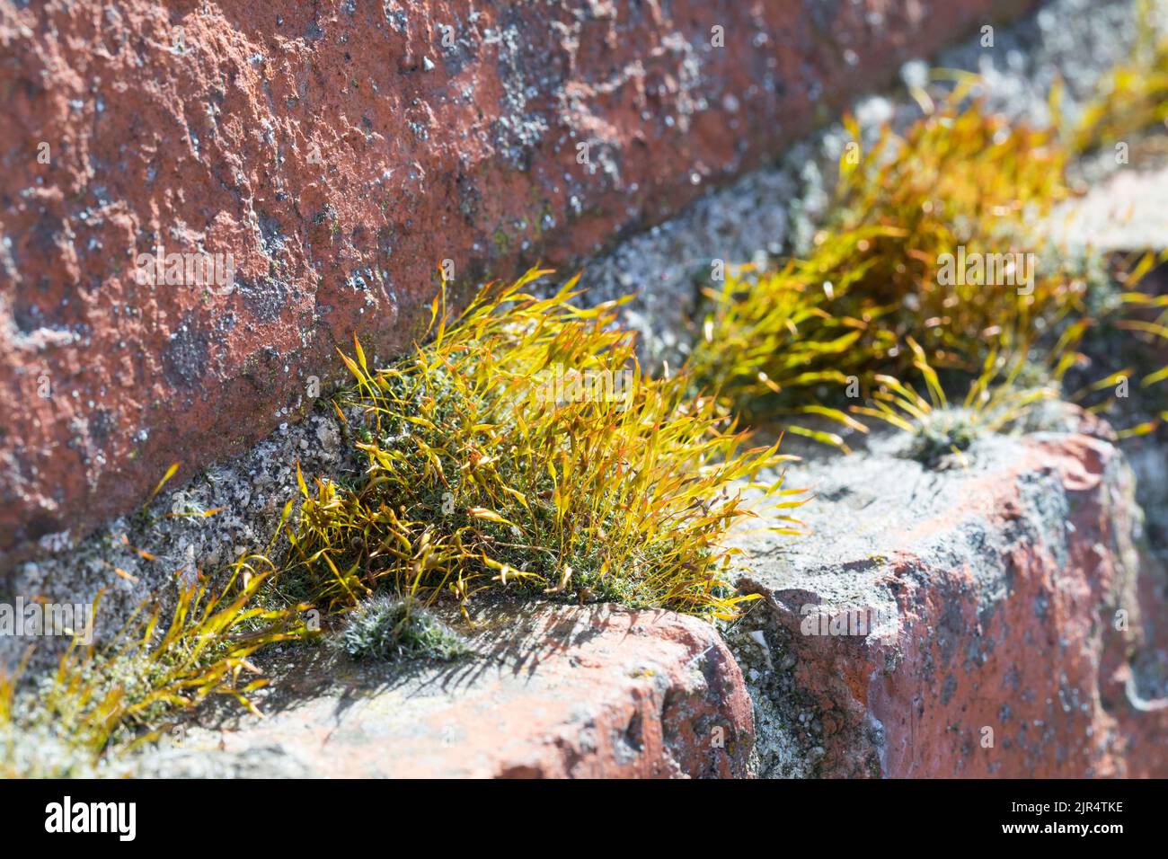 Tortula Moss, wall screw-moss (Tortula muralis), grows in the gaps of a wall, Germany Stock Photo
