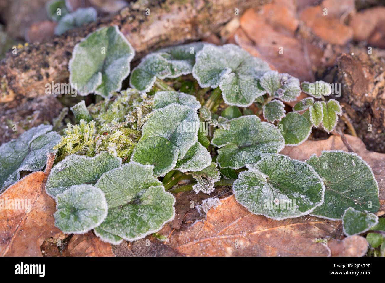 lesser celandine, fig-root butter-cup (Ranunculus ficaria, Ficaria verna), laeves with hoar frost, Germany Stock Photo