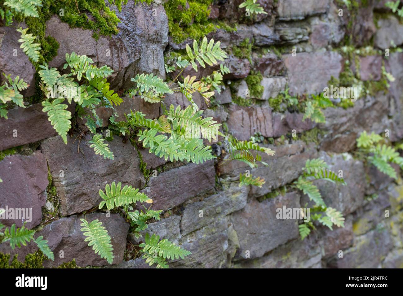 common polypody (Polypodium vulgare), grows in the gaps of a stone wall, Germany Stock Photo