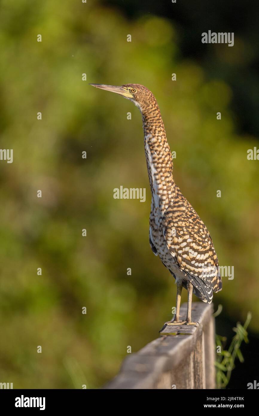 rufescent tiger heron (Tigrisoma lineatum), stands on a wooden fence, Brazil, Pantanal Stock Photo