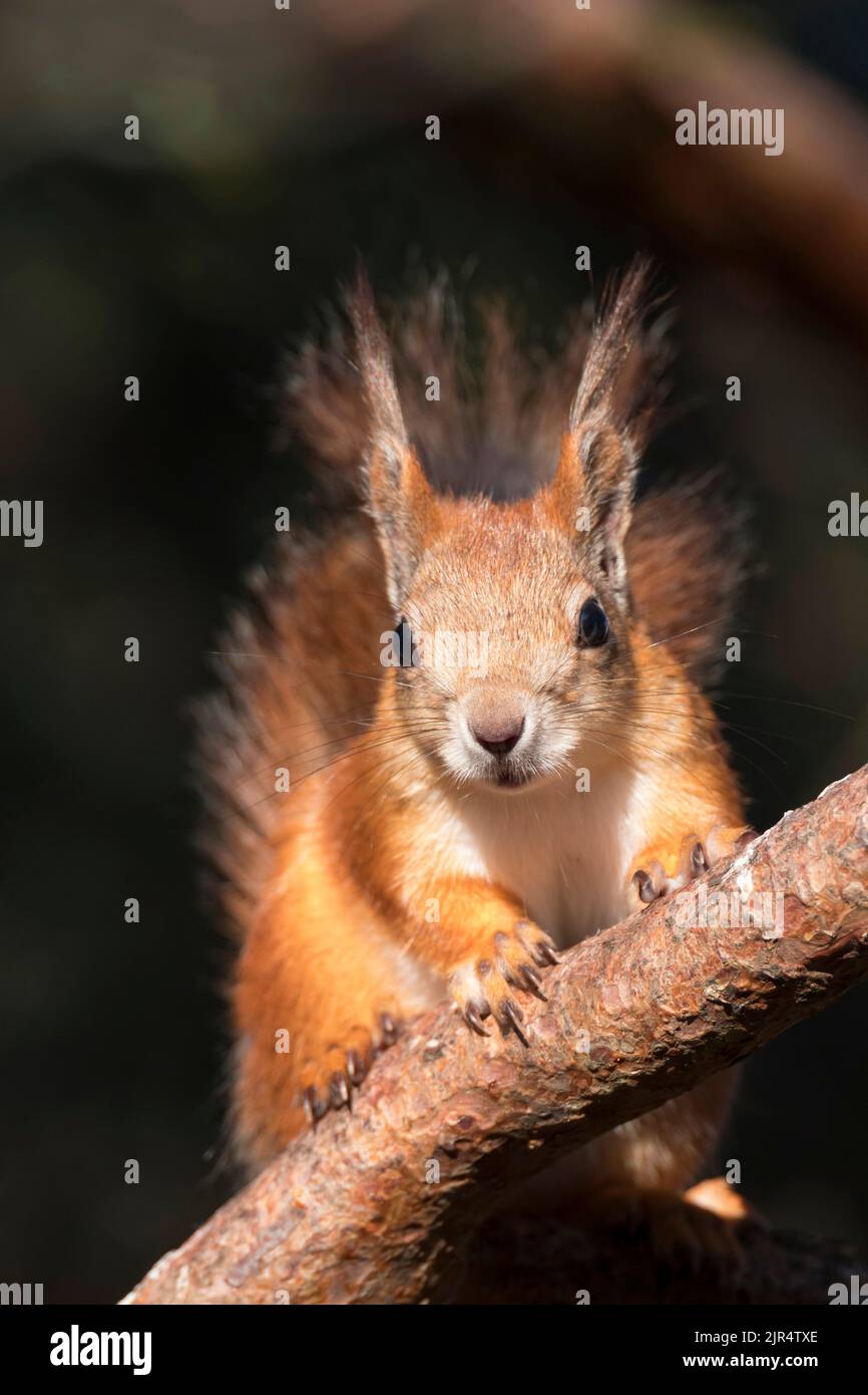 European red squirrel, Eurasian red squirrel (Sciurus vulgaris), sitting on a branch, front view, Scandinavia Stock Photo