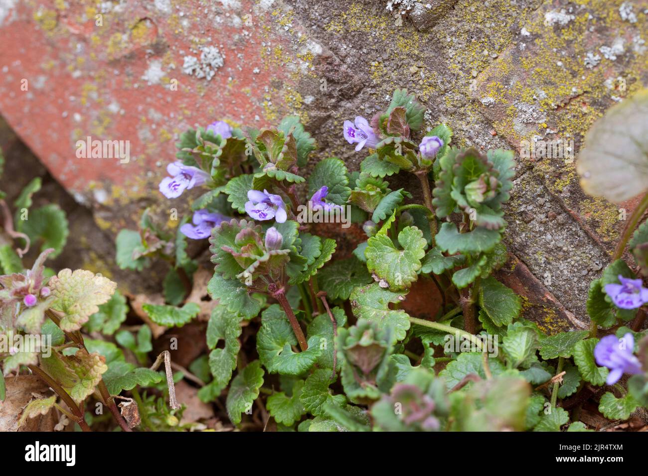 gill-over-the-ground, ground ivy (Glechoma hederacea), grows in paving gap, Germany Stock Photo