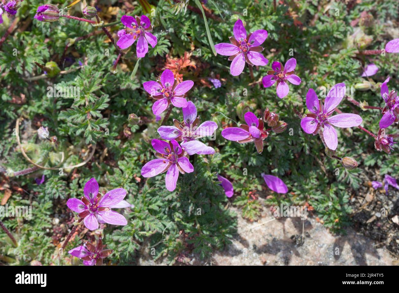 common stork's-bill, red-stemmed filaree, pin clover (Erodium cicutarium), grows in paving gaps, Germany Stock Photo