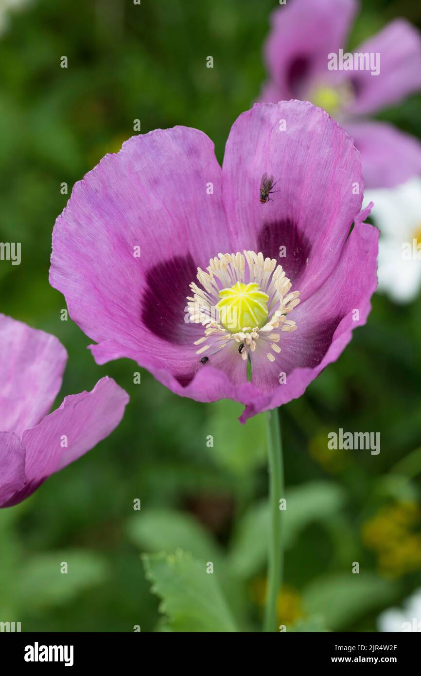 Pavot flower hi-res stock photography and images - Alamy