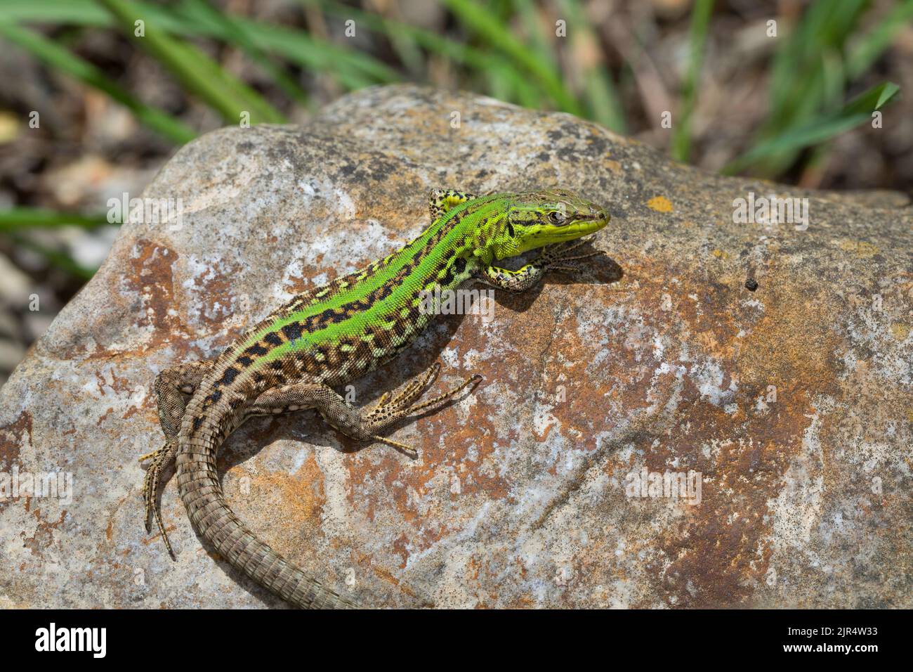Italian wall lizard, ruin lizard, European wall lizard (Podarcis siculus, Lacerta sicula), male, Croatia Stock Photo