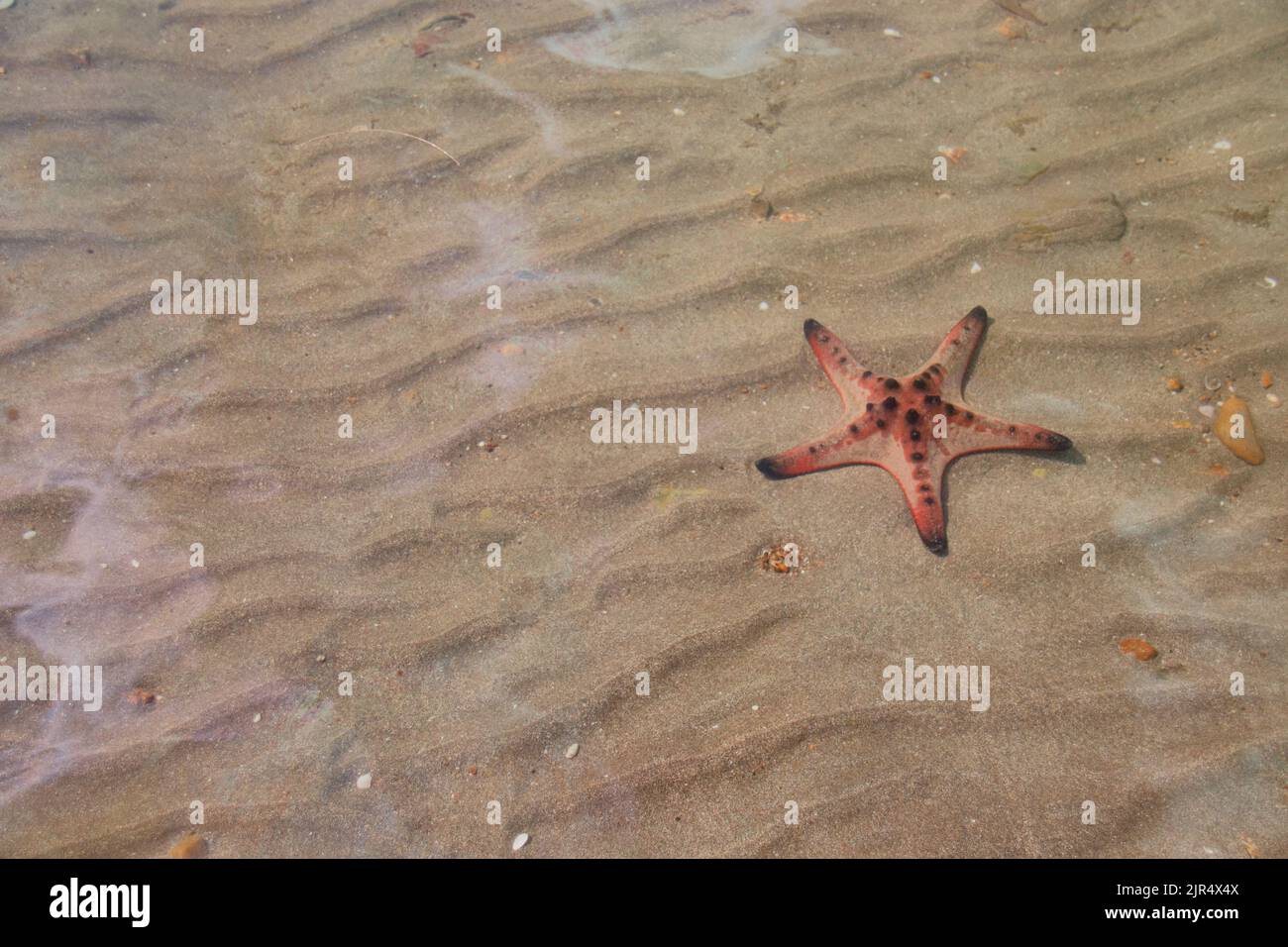 Protoreaster nodosus or horned sea star in shallow seawater on a sunny summer day Stock Photo