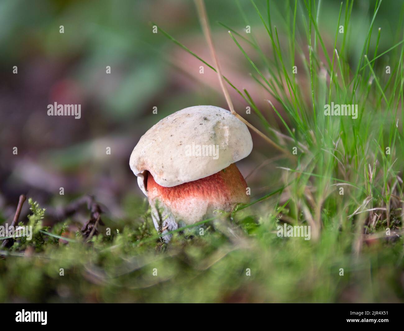 A closeup of a young Satan's bolete mushroom (Rubroboletus satanas) Stock Photo