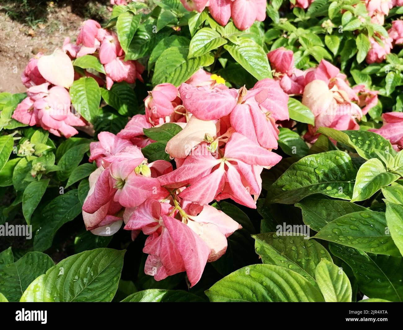 Pink paper fan flowers and plants Stock Photo Alamy