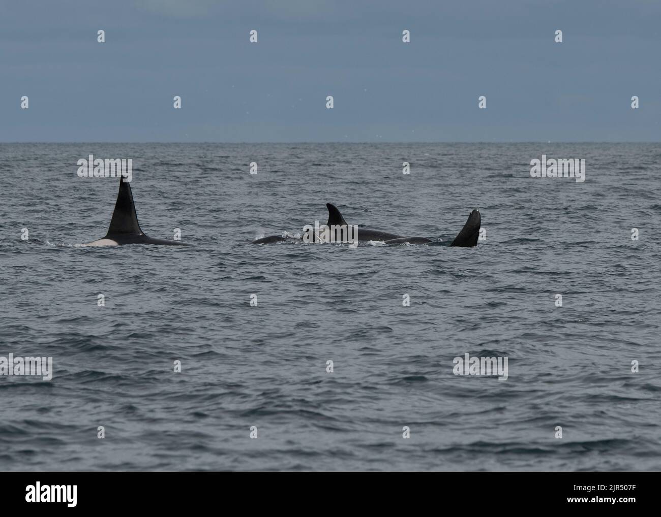 Orca or killer whale (Orcinus orca), pod moving through Mousa Sound ...