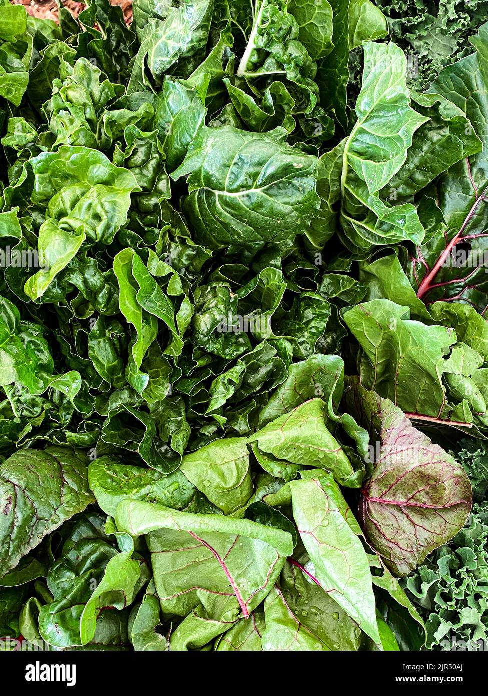Spinach, Swiss Chard for sale at Farmers Market in Cape Town, South