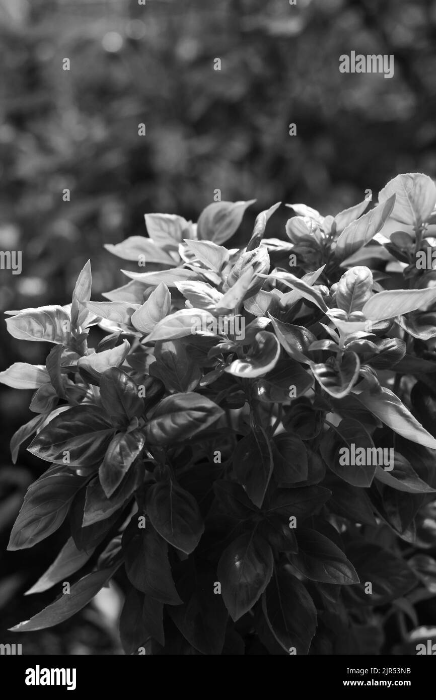 Fresh basil in garden Black and White Stock Photos & Images Alamy